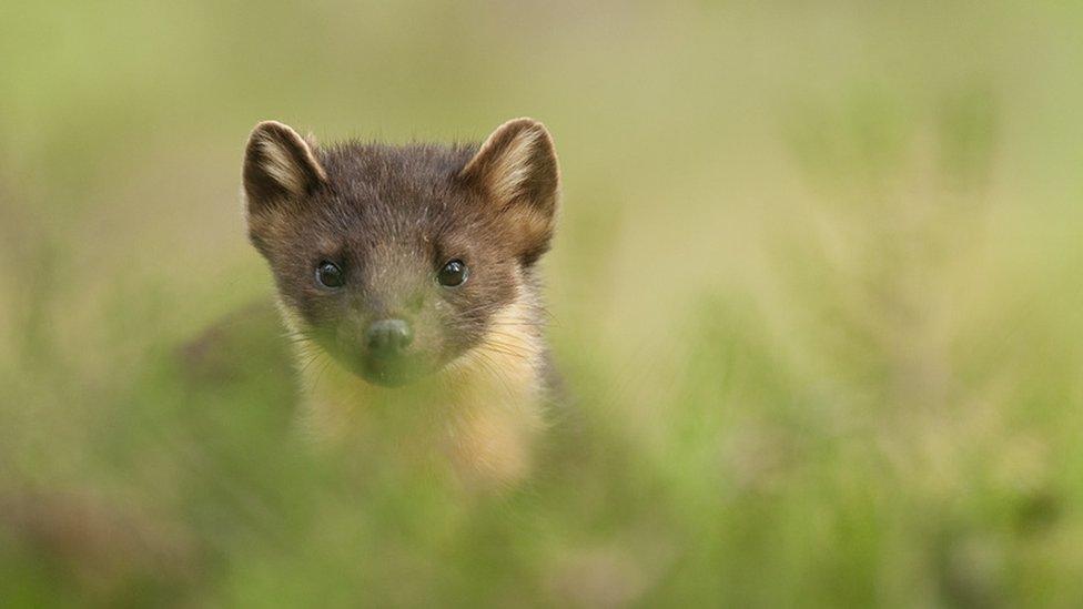 pine-martens.