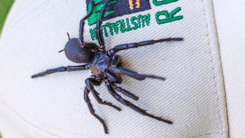 Male Sydney funnel-web spider