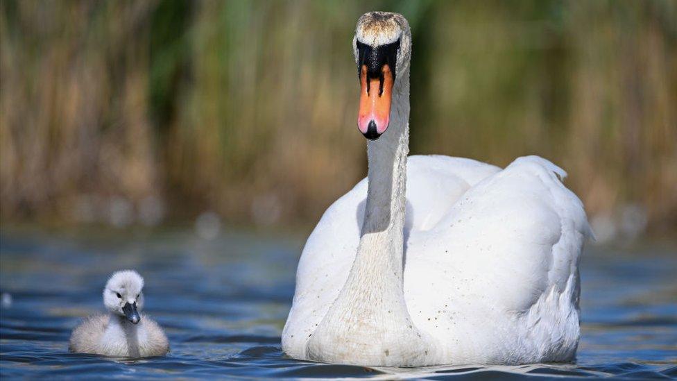 Mute swan and cygnet