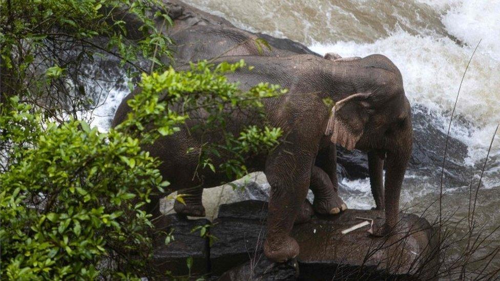 Two surviving elephants trapped at the bottom of the waterfall