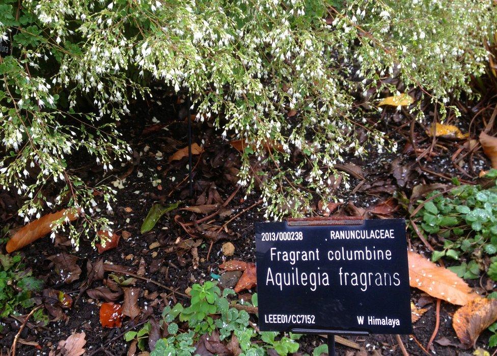 Himalayan plants growing at the Sheffield Botanical Gardens