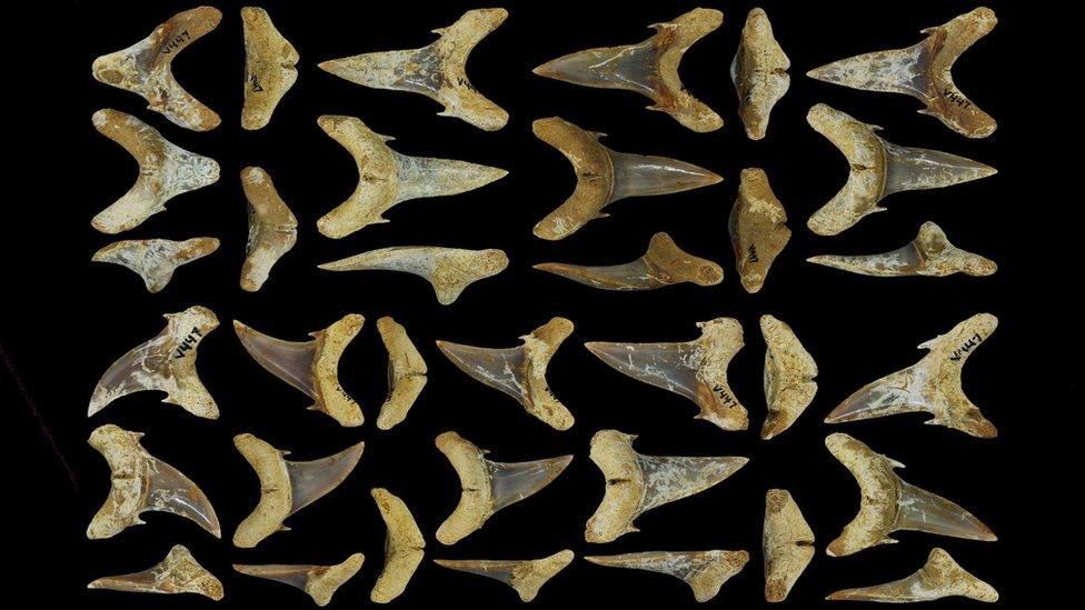 Collection of sharks teeth from Palaeohypotodus bizzocoi