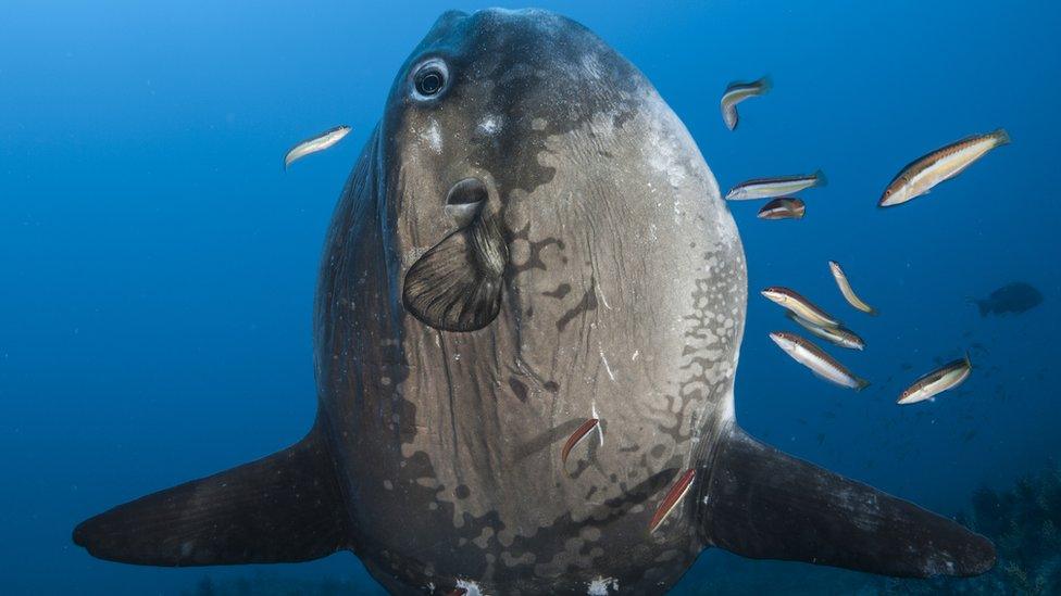 A sunfish in an upright position ready to be cleaned by Mediterranean rainbow wrasses and other small wrasses.