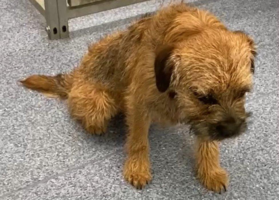 Border terrier Pringle believed to have eaten cannabis