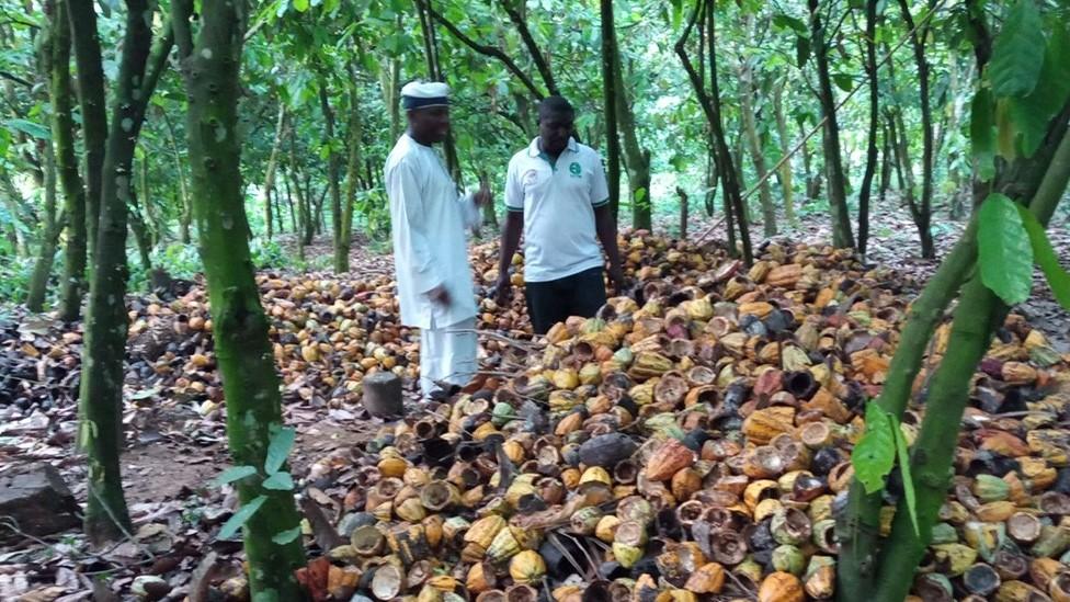 The Eti-Oni plantation