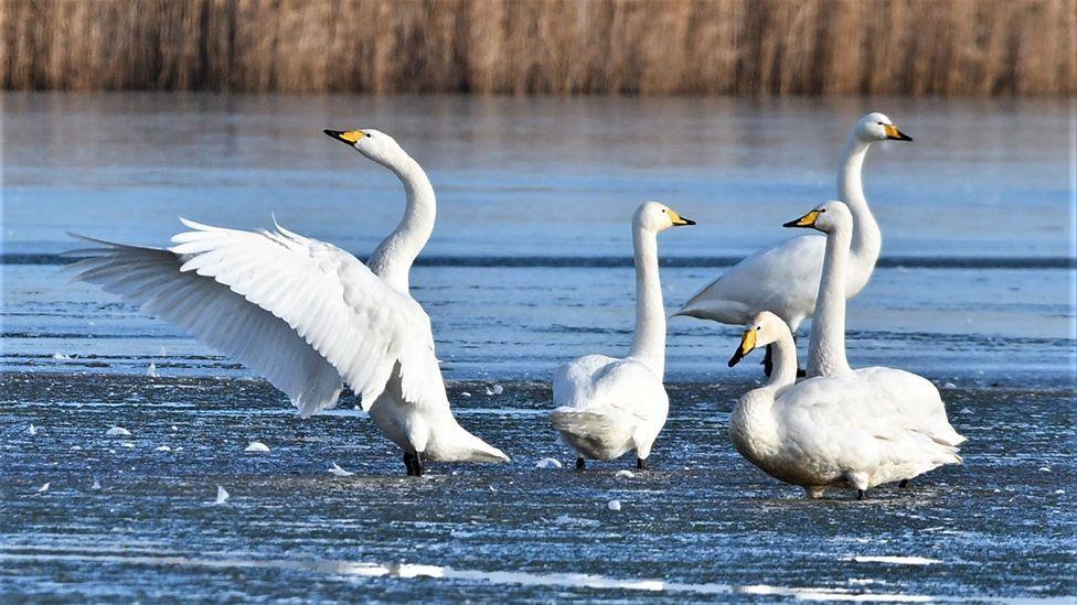 Five white whooper swans with yellow and black beaks paddling in shallow waters with one bird flapping its wings