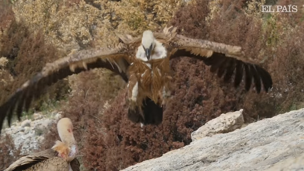 Tagged griffon vultures in Spain