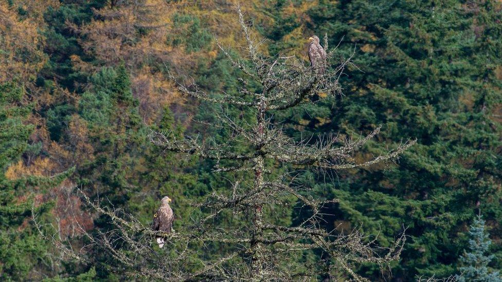 Sea eagles on Invercauld estate