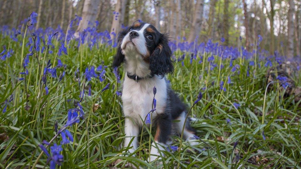 And Alan Stokes took this picture of his dog Buddy among bluebells in Margam