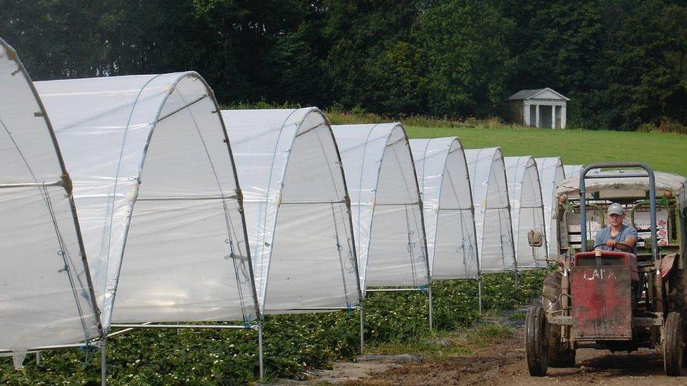 Fruit growing polytunnels