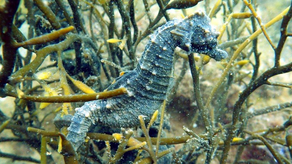 Seahorse