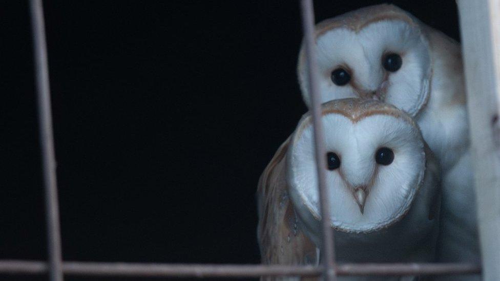 two barn owls