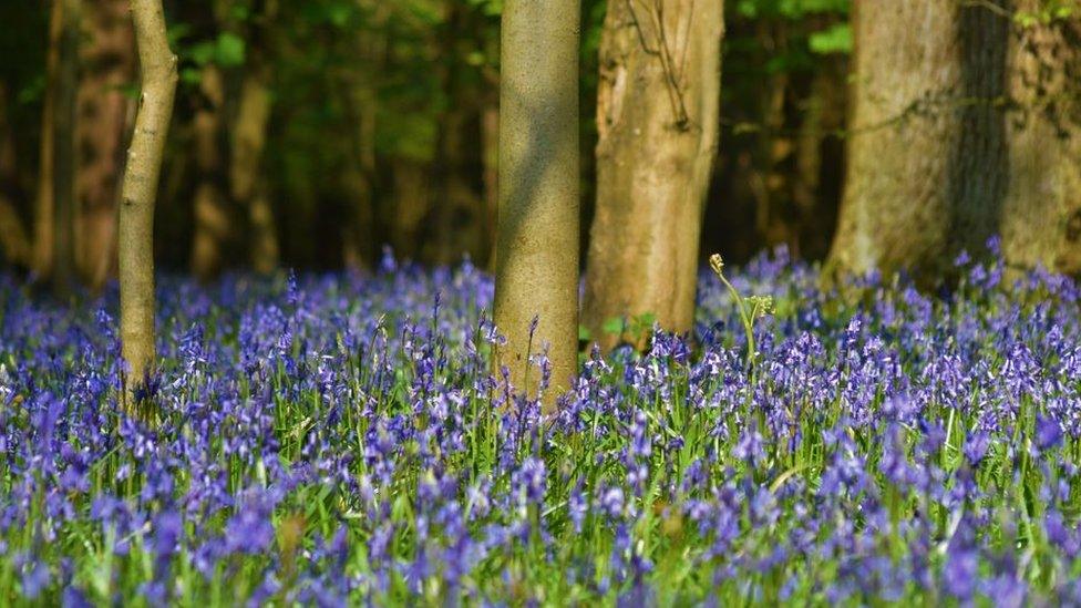 Bluebells in Besselsleigh