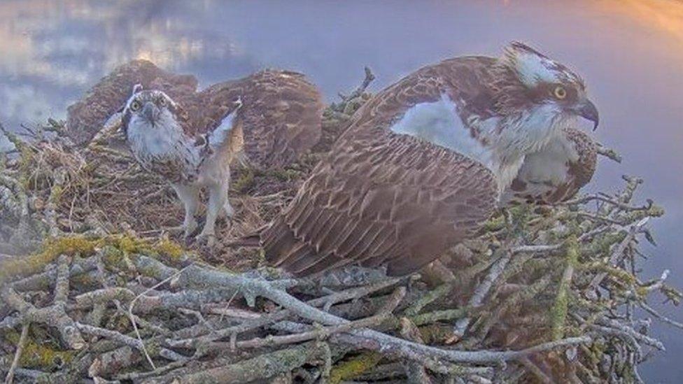 Maya with some of her chicks