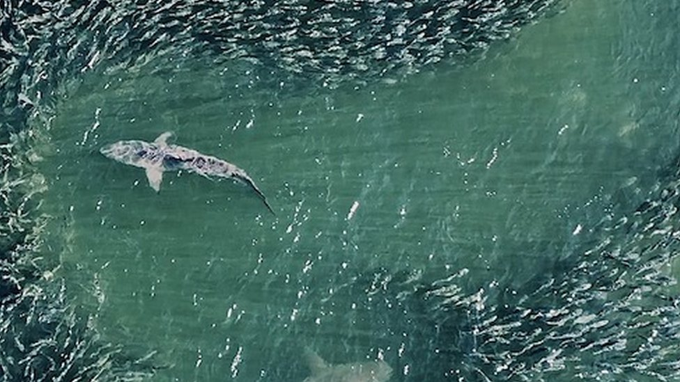 Sharks in the waters off of Long Island