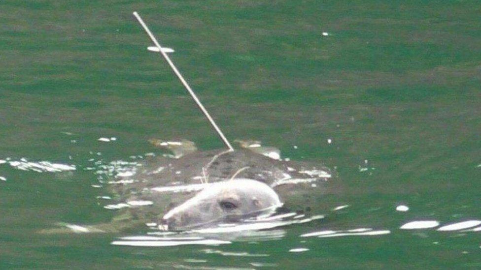 Grey seal with a spear in its back