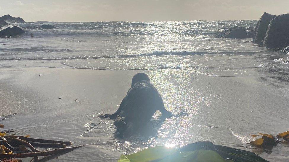 The seal on Porthgwarra beach after being detangled