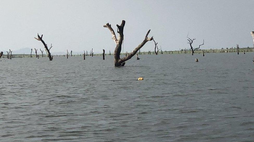 African hardwoods submerged in Ghana's Lake Volta