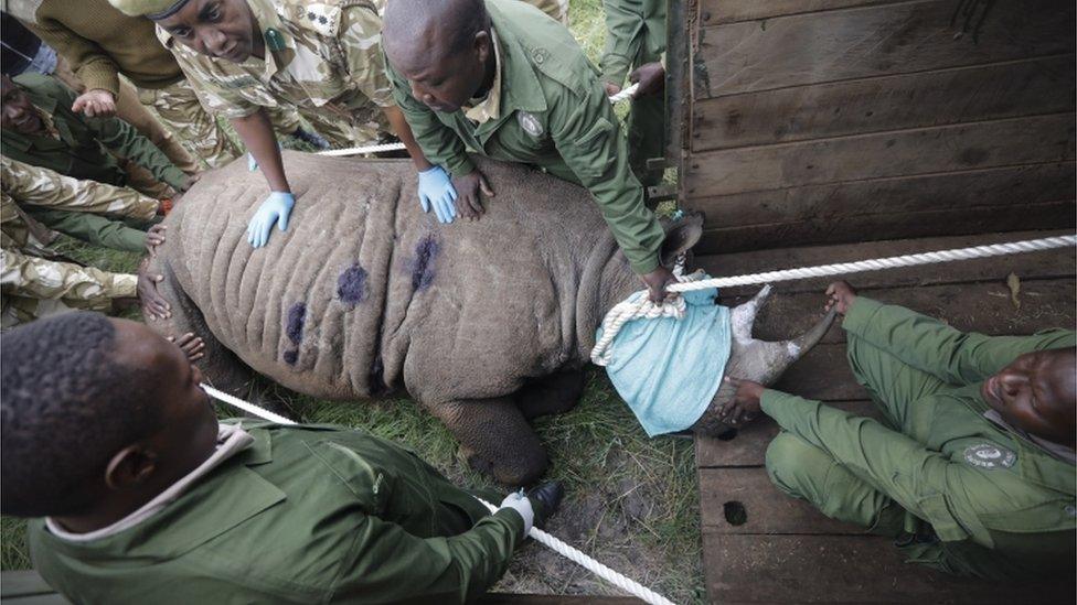 A tranquilized black rhino being moved into a crate by members of the Kenya Wildlife Service