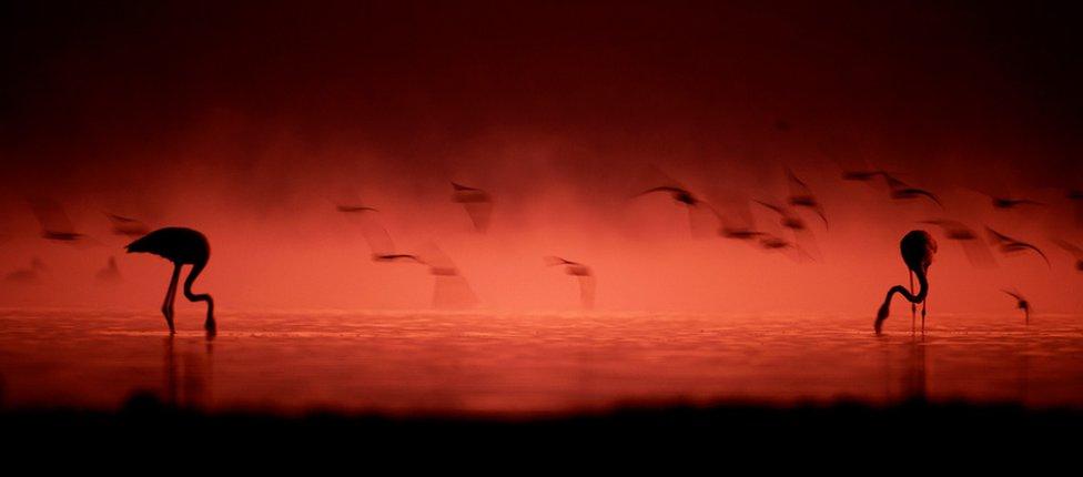 Silhouette photo of flamingos