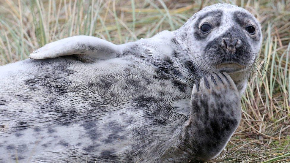 A seal stares into the camera