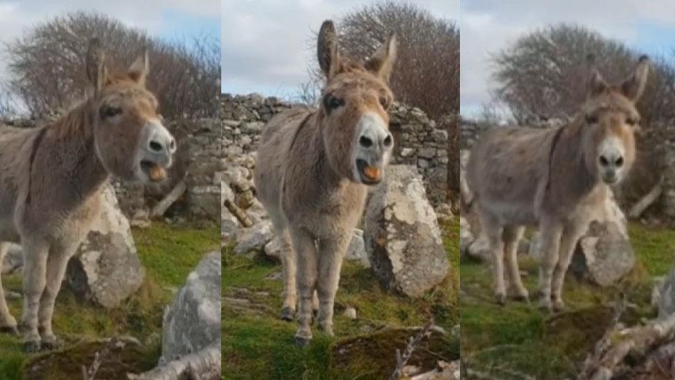 Harriet the donkey from Connemara