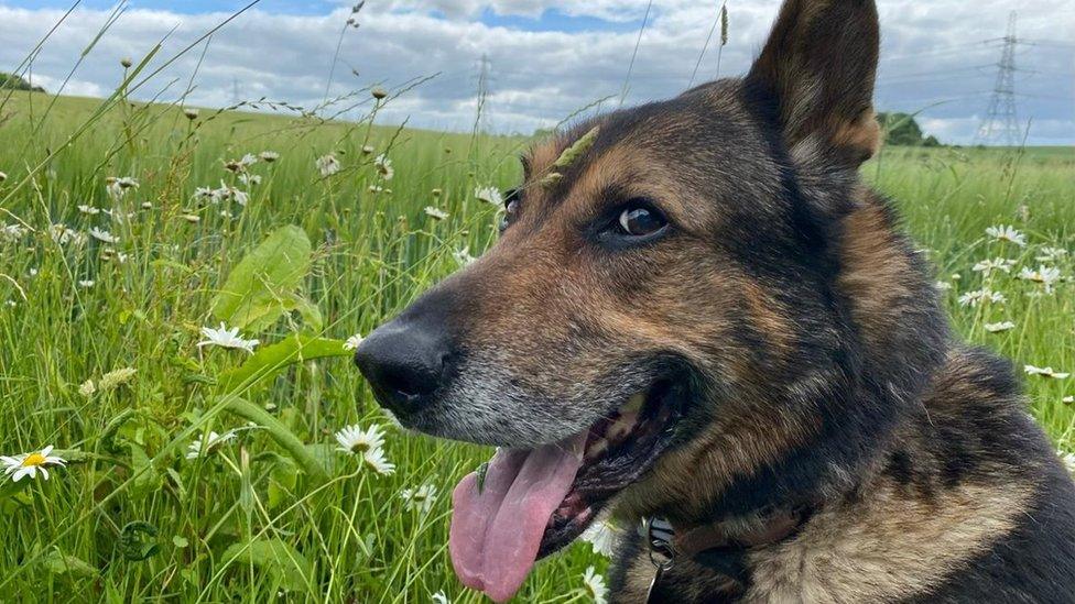 Police dog Finn in a field