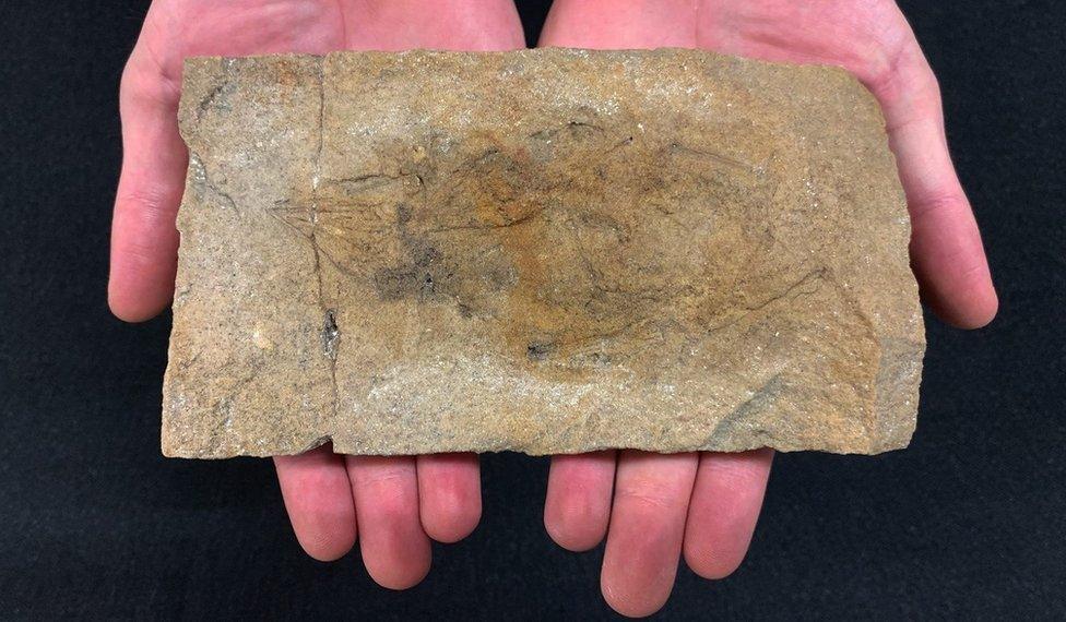 A researcher holds a fossil of Scleromochlus at the Natural History Museum in London