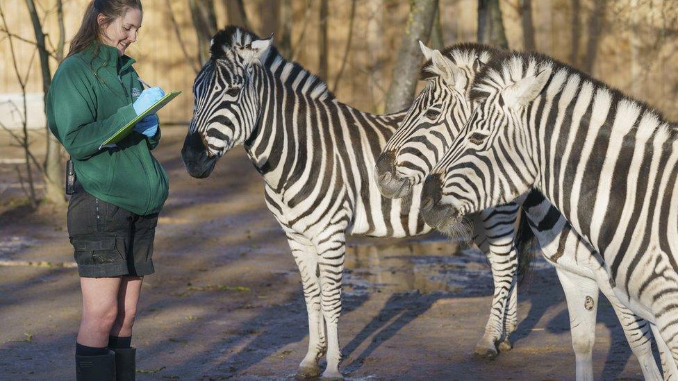 Zebras counted by zookeeper