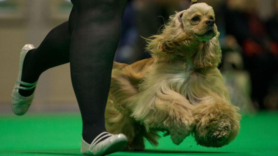 Crufts 2019