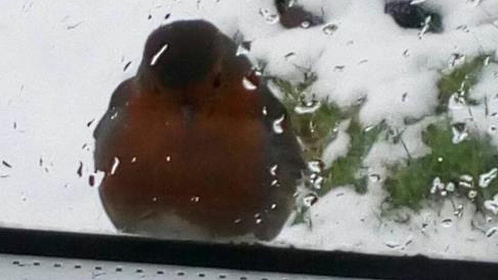 Robin in Cushendall, County Antrim