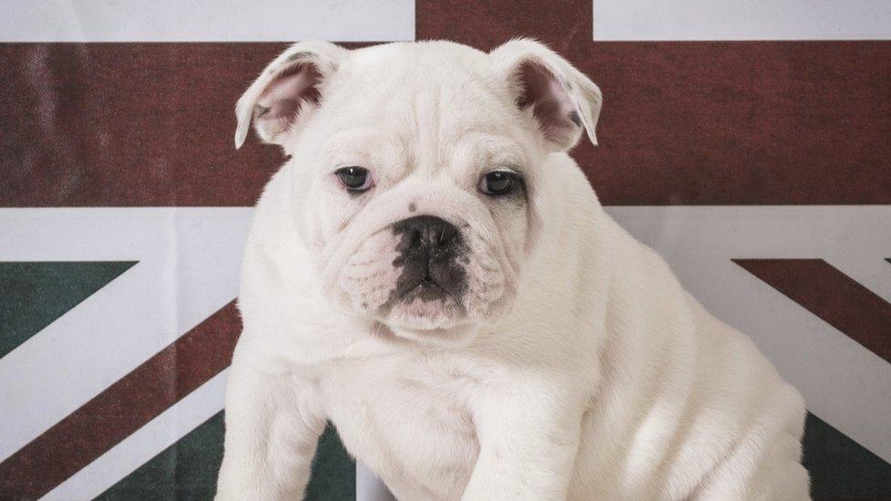 English bulldog puppy