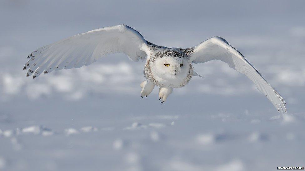 Snowy owl