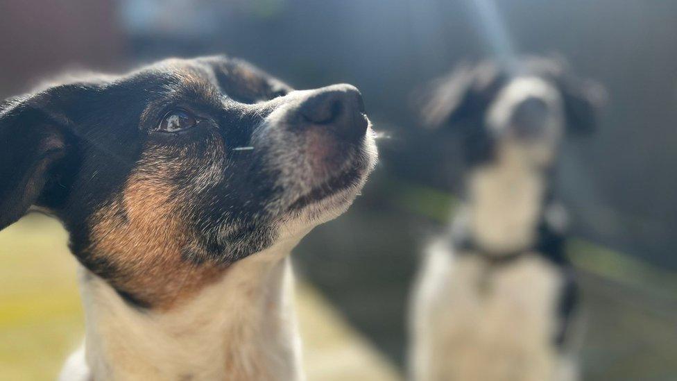 Dogs in a garden