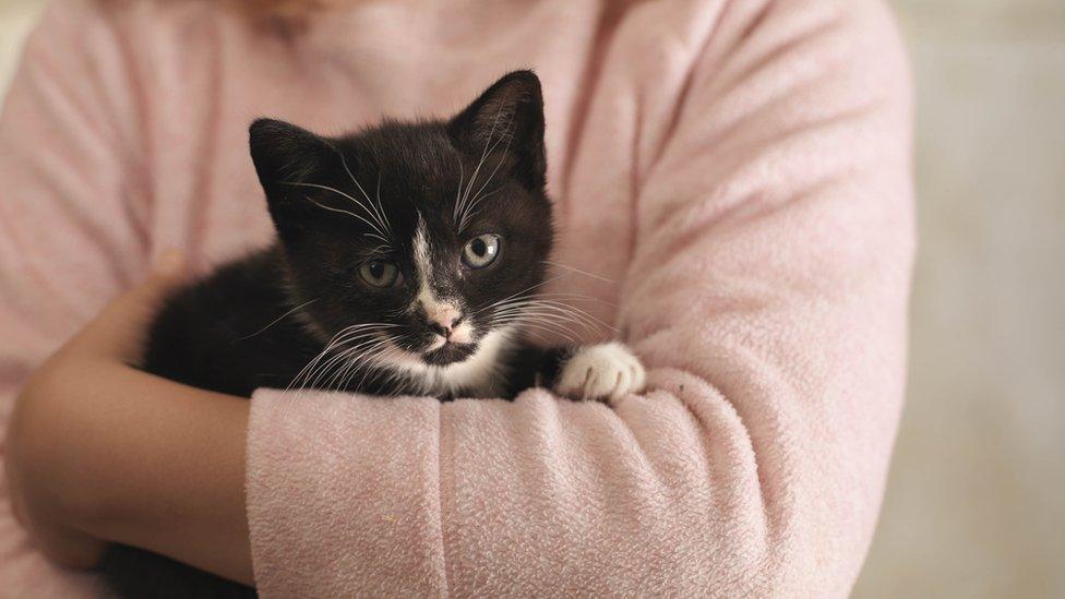 Kitten in girls arms.