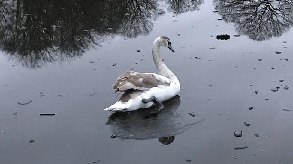 Swan on frozen lake