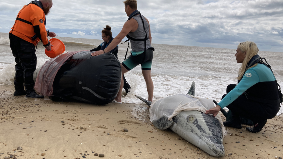 Whale rescue training exercise on Sizewell beach