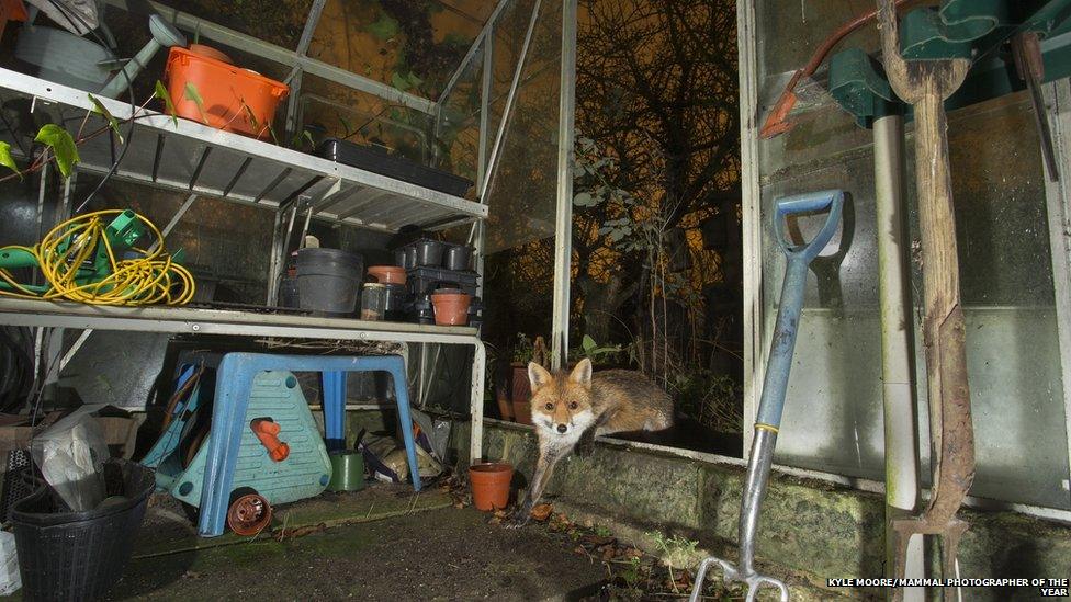 A fox entering a greenhouse and looking at the camera