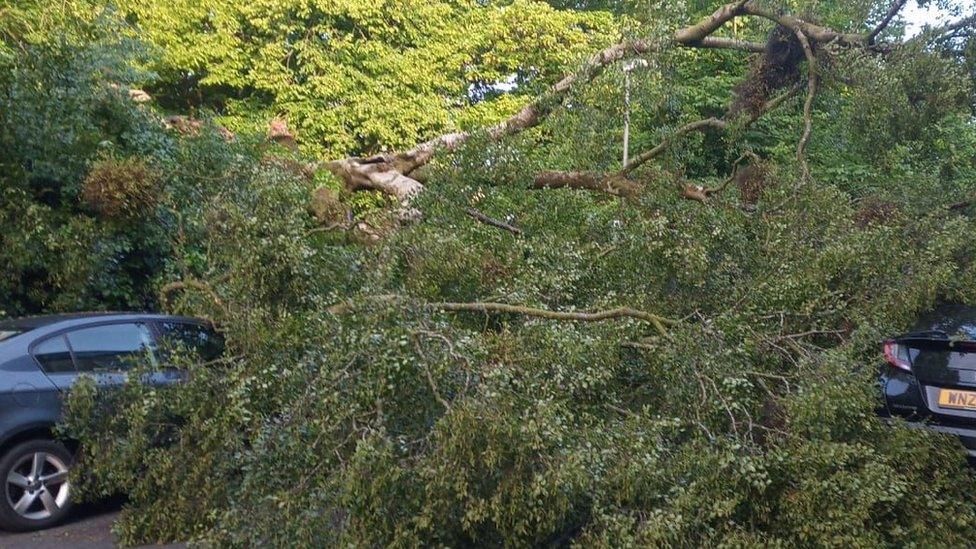 damaged cars tree fall derry