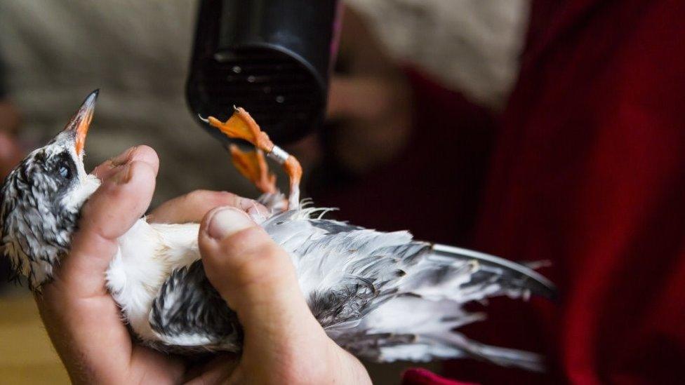 Reviving a chick with a hairdryer