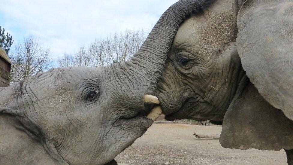 two elephants touching trunks.