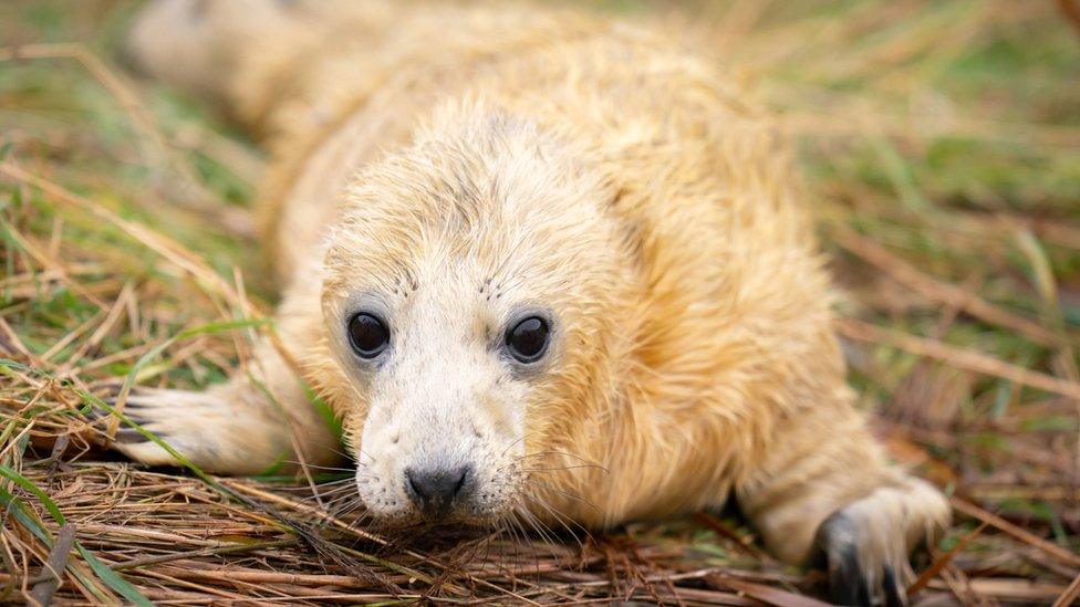 Baby seal