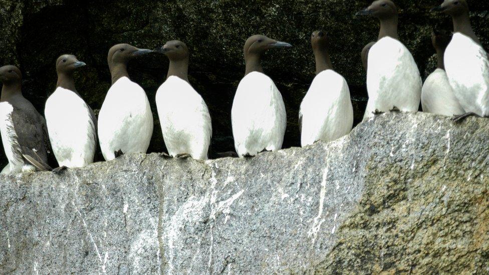 Group of Guillemots