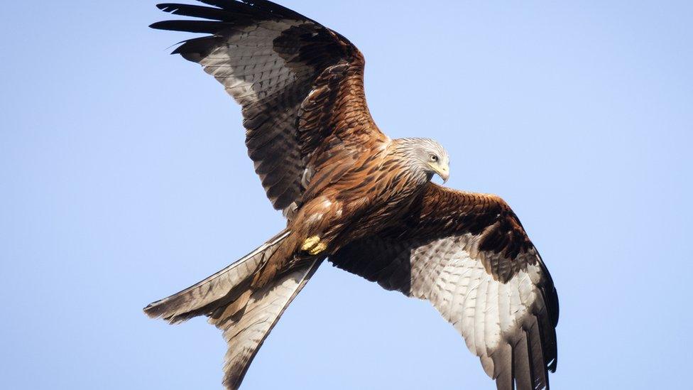 Red-kite.