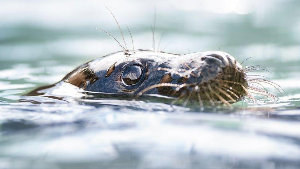 Seal pup swimming in water