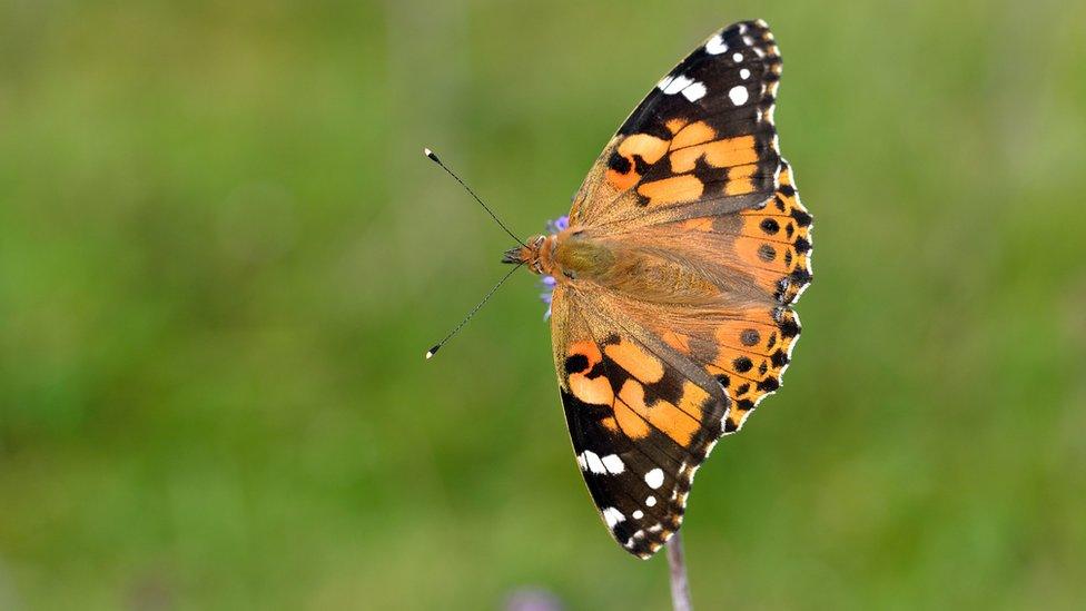 Painted lady butterfly