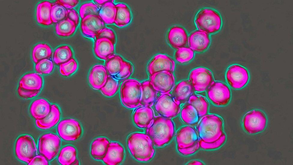 Meningococcal bacteria