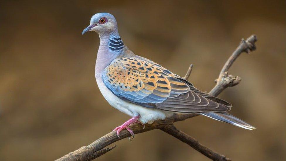 Turtle dove