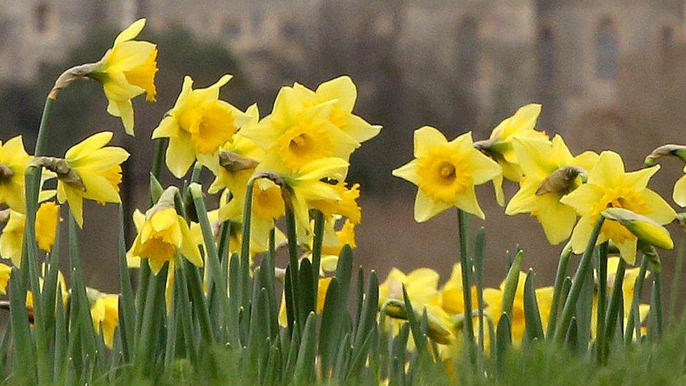 Daffodils