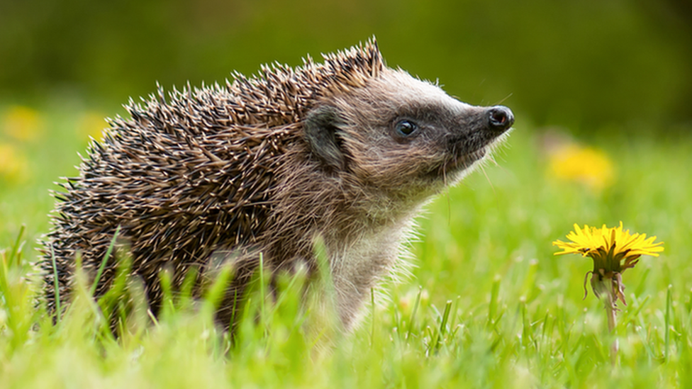 hedgehog